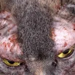 Áttekintés bőrbetegségek macskák tüneteit egy fénykép és egy leírás a kezelés (fénykép) Áttekintés bőrbetegségek macskák egy fotót és leírást tüneteinek kezelésére