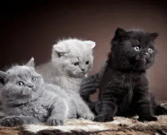 Áttekintés a macska fajták brit rövidszőrű leírás, Kittens (macska) Áttekintés a macska fajták brit rövidszőrű leírás, Kittens