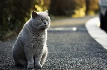 Áttekintés a macska fajták brit rövidszőrű leírás, Kittens (macska) Áttekintés a macska fajták brit rövidszőrű leírás, Kittens