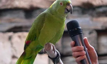 Oktatás és képzés a papagájok