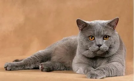 Áttekintés a macska fajták brit rövidszőrű leírás, Kittens (felülvizsgálat) Áttekintés a macska fajták brit rövidszőrű leírás, Kittens
