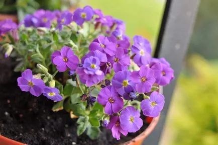 Aubrieta ültetés és gondozás, szaporítás, fajták, egyre nagyobb a mag