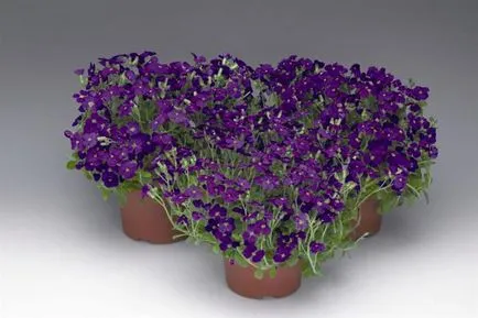 Aubrieta ültetés és gondozás