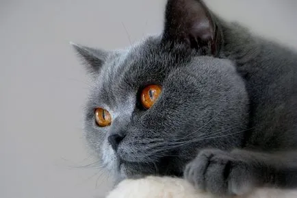 Áttekintés a macska fajták brit rövidszőrű leírás, Kittens (rock) Áttekintés a macska fajták brit rövidszőrű leírás, Kittens