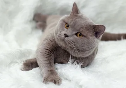 Áttekintés a macska fajták brit rövidszőrű leírás, Kittens (felülvizsgálat) Áttekintés a macska fajták brit rövidszőrű leírás, Kittens