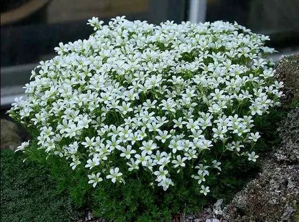 Aubrieta növekvő magról otthon (Aubrieta) Aubrieta növekvő magról otthon