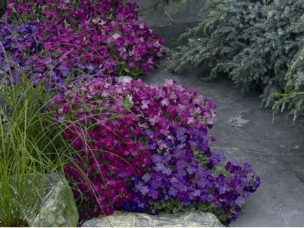 Aubrieta hogyan nőnek magról, vetőmag kiválasztása kérdések, ültetési növények és az őket gondozó