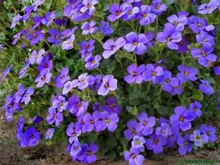 Aubrieta ültetés és gondozás a nyílt terepen, fotó