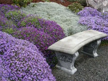 Aubrieta ültetés és gondozás a nyílt terepen, fotó