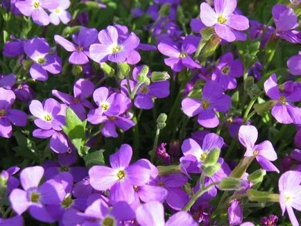 Aubrieta ültetés és gondozás, szaporítás, fajták, egyre nagyobb a mag