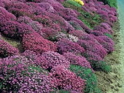 Aubrieta hogyan nőnek magról, vetőmag kiválasztása kérdések, ültetési növények és az őket gondozó