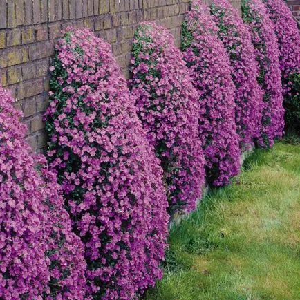 Aubrieta ültetés és gondozás
