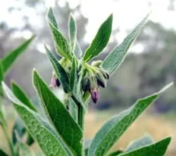 Comfrey készítmény, alkalmazás, receptek