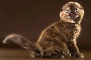Színes Scottish fold macska, mindenféle képek, macska fajták (szín) Színes Scottish fold macska, mindenféle képek, macska fajták