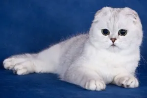 Színes Scottish fold macska, mindenféle képek, macska fajták (macska) Színes Scottish fold macska, mindenféle képek, macska fajták