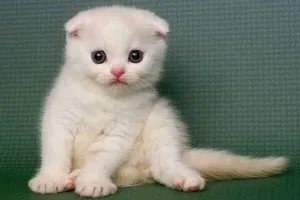 Színes Scottish fold macska, mindenféle képek, macska fajták (macska) Színes Scottish fold macska, mindenféle képek, macska fajták