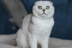 Színes Scottish fold macska, mindenféle képek, macska fajták (szín) Színes Scottish fold macska, mindenféle képek, macska fajták