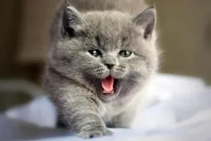 Színes Scottish fold macska, mindenféle képek, macska fajták (macska) Színes Scottish fold macska, mindenféle képek, macska fajták