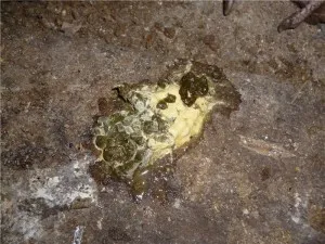 Leírás csirke betegségek, a tünetek és a kezelés (tünetek) Leírás betegség csirkék, tünetek és kezelés