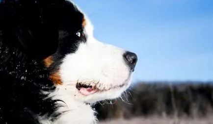 A leírás és fotó fajta Berni kutya (Mountain Dog) A leírás és fotó fajta berni pásztor
