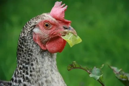 Leírás Puskin fajta tyúk tojás termelés, a táplálkozás, a tenyésztés (Puskin) Leírás Puskin fajta tyúk tojás termelés, a táplálkozás, a tenyésztési