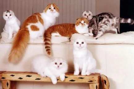 Színes Scottish fold macska, mindenféle képek, macska fajták (fold) Színes Scottish fold macska, mindenféle képek, macska fajták