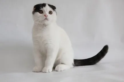 Színek macskák Scottish fold fekete, csokoládé, piros, fehér, márvány, lila (skót) Színek macskák Scottish fold fekete, csokoládé, piros, fehér, márvány, lila