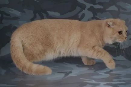 Színek macskák Scottish fold fekete, csokoládé, piros, fehér, márvány, lila (szín) Színek macskák Scottish fold fekete, csokoládé, piros, fehér, márvány, lila