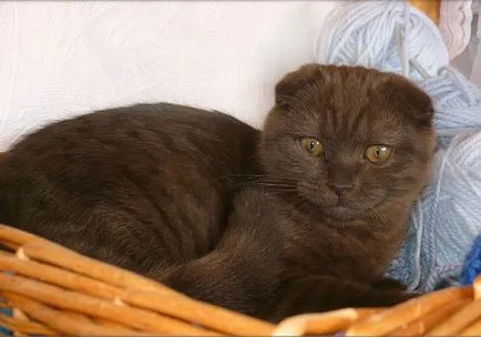 Színek macskák Scottish fold fekete, csokoládé, piros, fehér, márvány, lila (fold) Színek macskák Scottish fold fekete, csokoládé, piros, fehér, márvány, lila