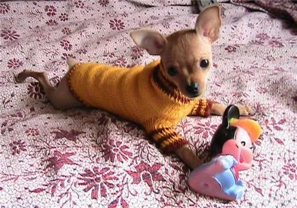 Ruha Toy terrier saját kezével a minta, mint társult a fotó és videó (minta) Ruha Toy terrier saját kezével a minta, mint társult a fotó és videó