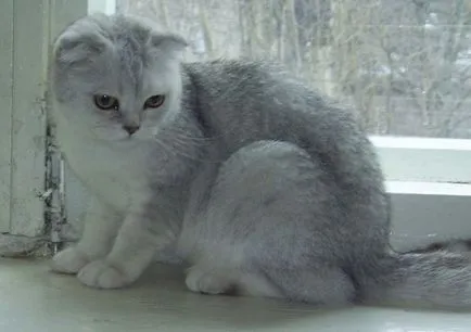 Színek macskák Scottish fold fekete, csokoládé, piros, fehér, márvány, lila (fold) Színek macskák Scottish fold fekete, csokoládé, piros, fehér, márvány, lila
