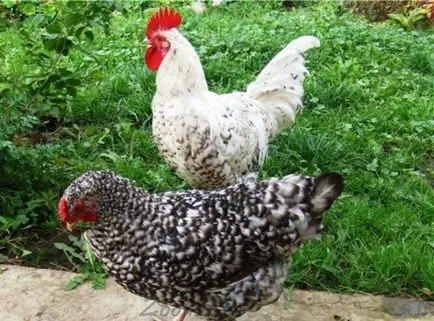 Leírás Puskin fajta tyúk tojás termelés, a táplálkozás, a tenyésztés (tojástermelés) Leírás Puskin fajta tyúk tojás termelés, a táplálkozás, a tenyésztési