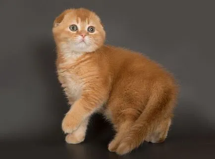 Színek macskák Scottish fold fekete, csokoládé, piros, fehér, márvány, lila (fekete) Színek macskák Scottish fold fekete, csokoládé, piros, fehér, márvány, lila