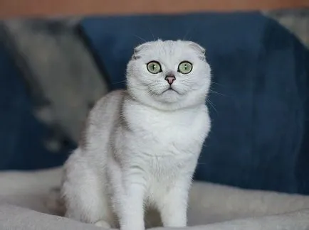 Színek macskák Scottish fold fekete, csokoládé, piros, fehér, márvány, lila (skót) Színek macskák Scottish fold fekete, csokoládé, piros, fehér, márvány, lila