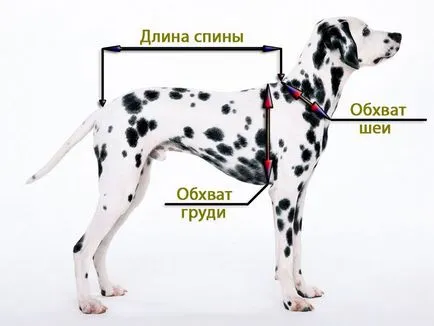 Ruha játék terrier, mesterkurzusok tételéről szóló saját kezűleg fotókkal és videó