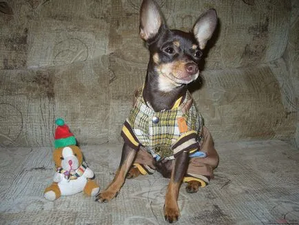 Ruha Toy terrier saját kezével a minta, mint társult a fotó és videó (fotó) Ruha Toy terrier saját kezével a minta, mint társult a fotó és videó