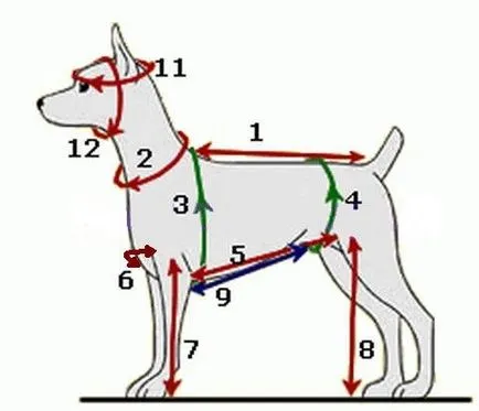 Ruha játék terrier kezével minták és lépésről lépésre leírása varrás