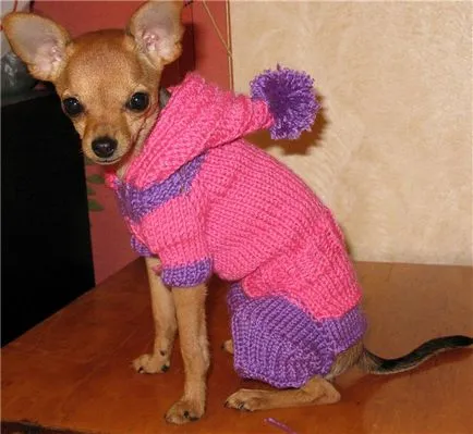 Ruha Toy terrier saját kezével a minta, mint társult a fotó és videó (ruházat) Ruha Toy terrier saját kezével a minta, mint társult a fotó és videó