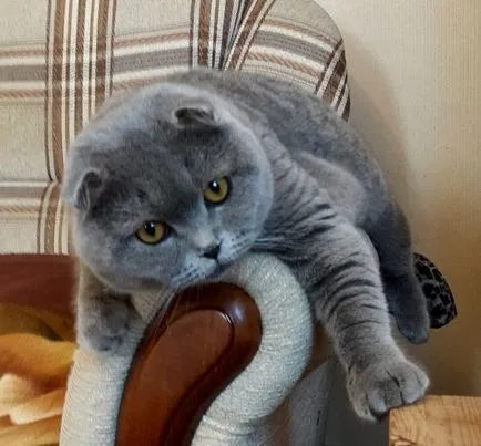 Színek macskák Scottish fold fekete, csokoládé, piros, fehér, márvány, lila (skót) Színek macskák Scottish fold fekete, csokoládé, piros, fehér, márvány, lila