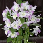 Dendrobium orchidea lehet a leginkább szerény otthoni gondozás, tippeket és trükköket