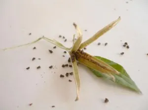 Jellemzők ligetszépe nő a kertben