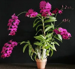 Dendrobium orchidea lehet a leginkább szerény otthoni gondozás, tippeket és trükköket