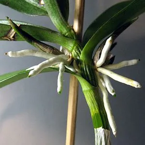Dendrobium orchidea lehet a leginkább szerény otthoni gondozás, tippeket és trükköket