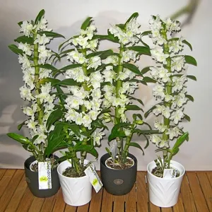Dendrobium orchidea lehet a leginkább szerény otthoni gondozás, tippeket és trükköket