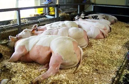 Jellemzők kék belga tehén és méltóságát (belga) Jellemzők kék belga tehén és méltóság