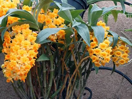 Dendrobium orchidea - otthoni gondozást Dendrobium szaporítás és az átültetést követően Dendrobium
