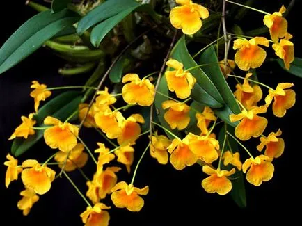Dendrobium orchidea - otthoni gondozást Dendrobium szaporítás és az átültetést követően Dendrobium