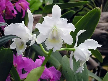 Dendrobium orchidea - otthoni gondozást Dendrobium szaporítás és az átültetést követően Dendrobium
