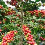 A különbség arabica és robusta