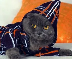 Különbségek a brit macskák és kiscicák skót megjelenés, a karakter és egyéb (British pryamouhie cat) Különbségek a brit macskák és kiscicák skót megjelenés, karakter és egyéb